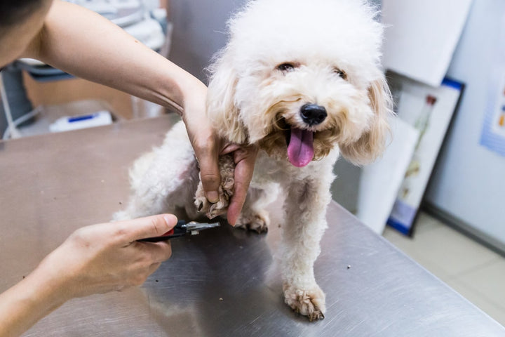 little white dog getting nails clipped with tongue hanging out