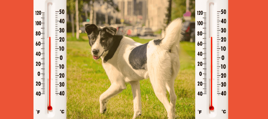 Signs Your Dog is Overheated | Heatstroke in Dogs
