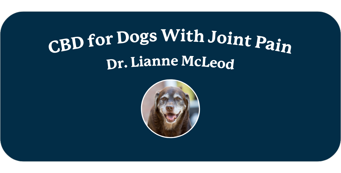 CBD Oil for Dogs With Joint Pain