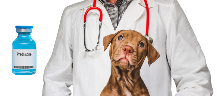 Dog with veterinarian next to bottle of prednisone