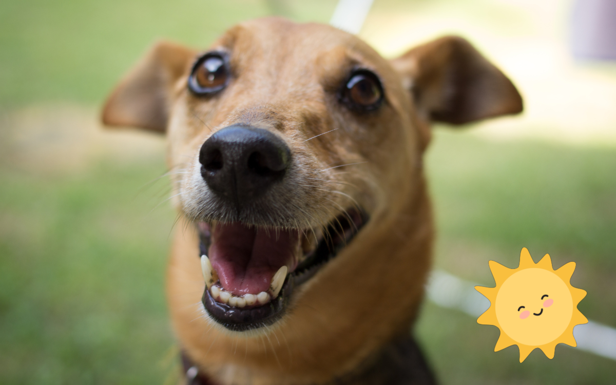 Do Dogs Smile When They're Happy?