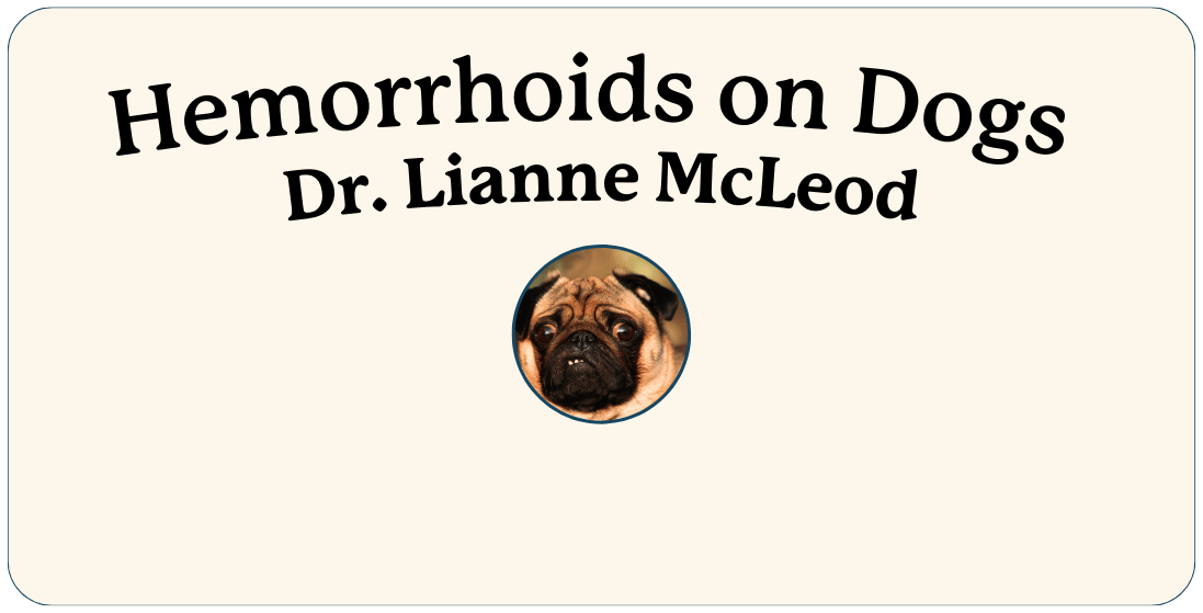 Dog Hemorrhoids: Causes &amp; Solutions | Lolahemp