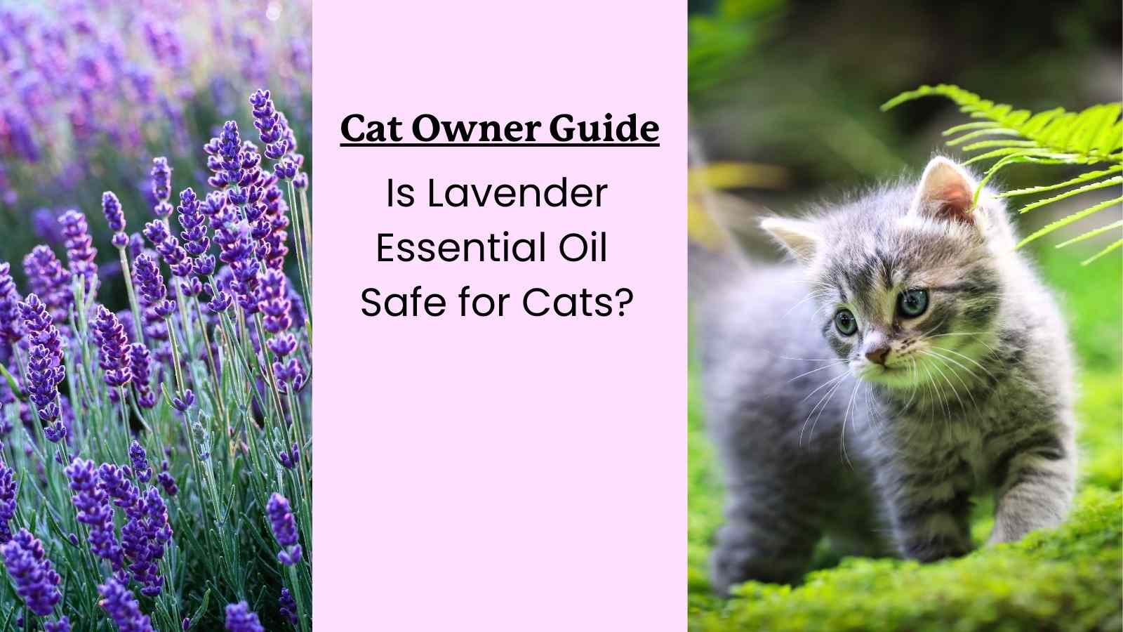 Is Lavender Oil Safe for Cats Guide