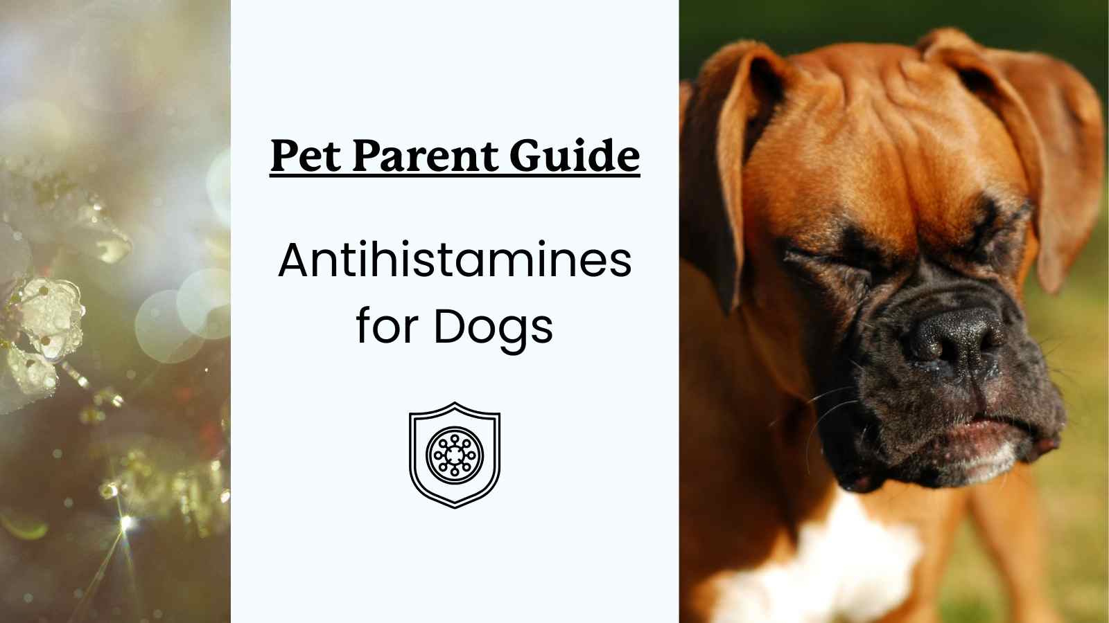 Antihistamines for Dogs Dosage Lolahemp