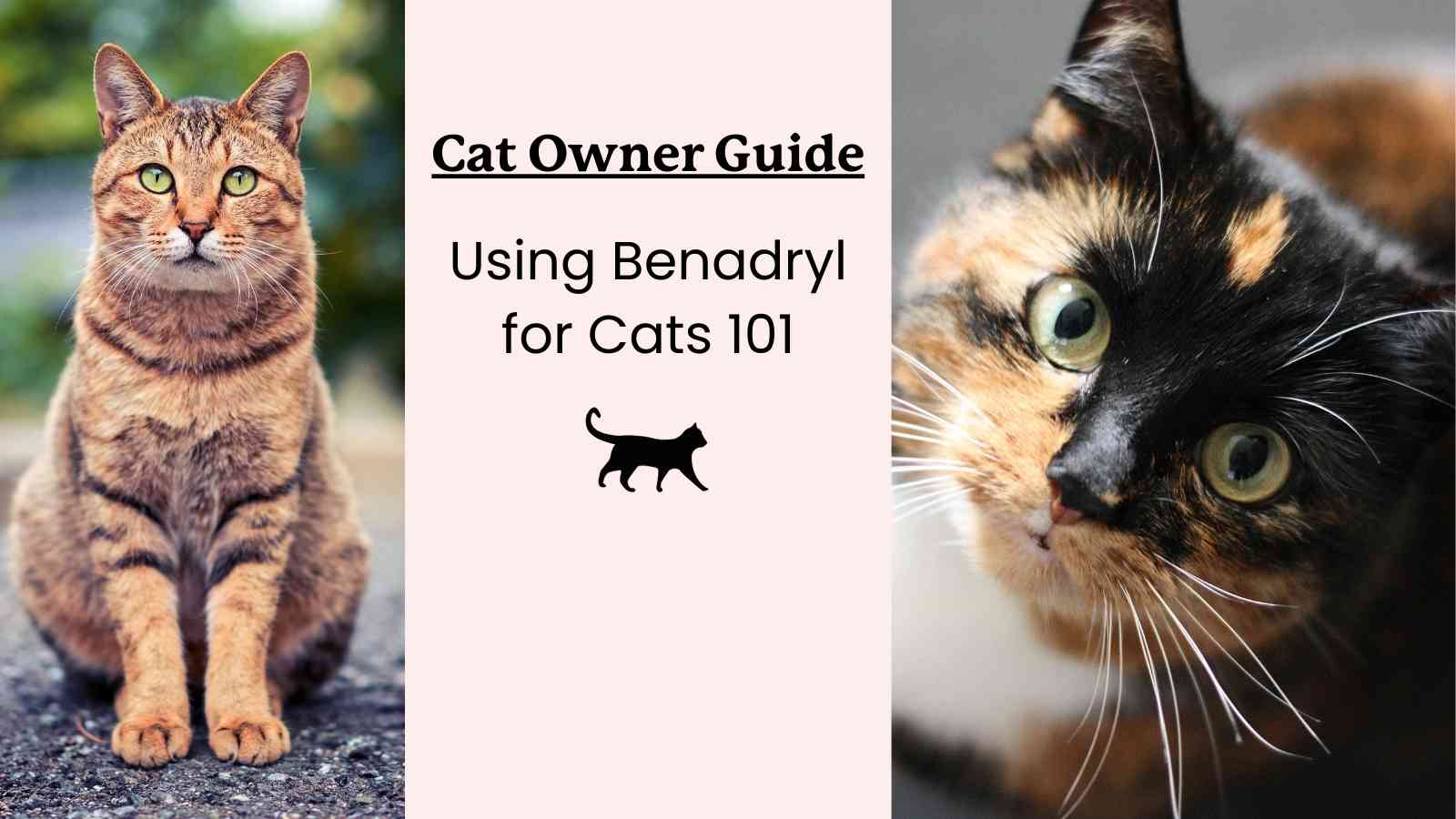 Cat Owner's Guide to Benadryl