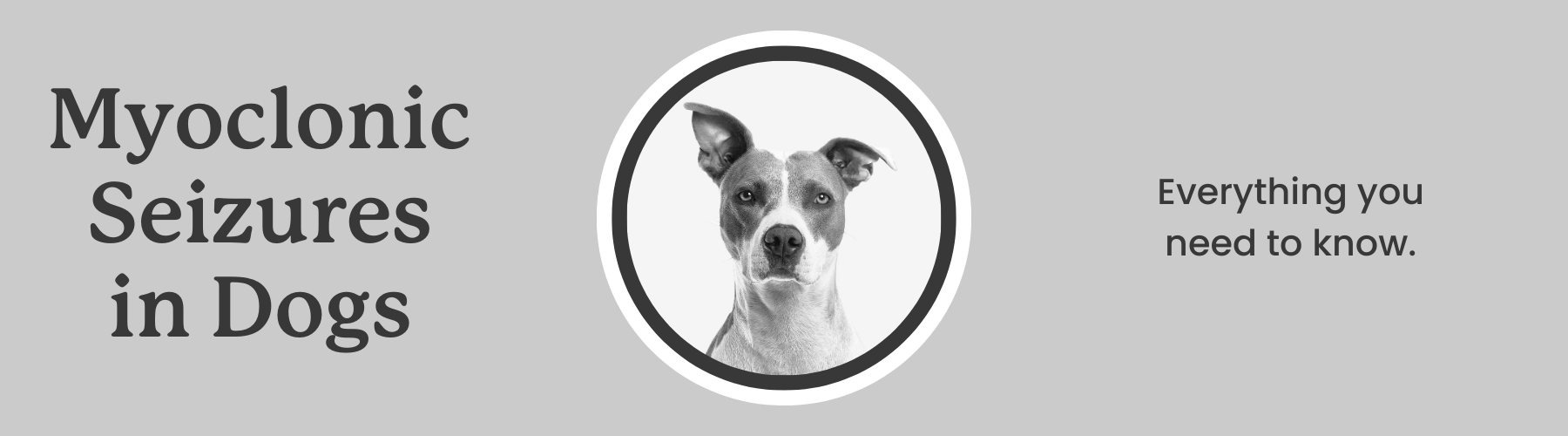 Myoclonic seizures in dogs