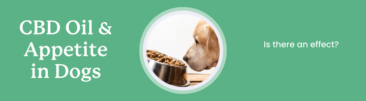 CBD Oil & Appetite in Dogs