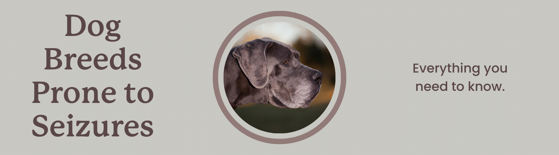 image of a great dane and text that reads "dog breeds prone to seizures"
