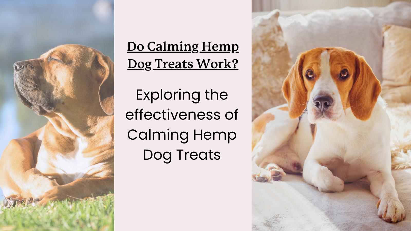 Calming Hemp Treats for Dogs - Do They Work and Are They Safe?