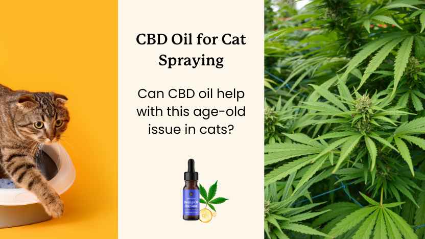 cat leaving litter box and hemp leaves with text that reads "CBD oil for cat spraying"