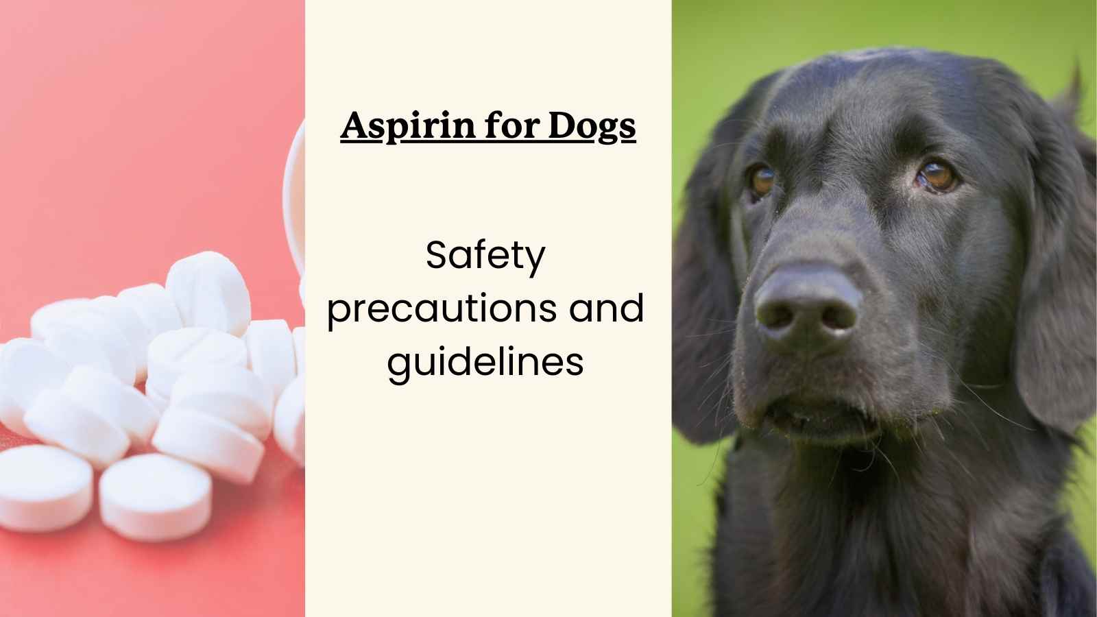 Can dogs have aspirin shops or tylenol for pain