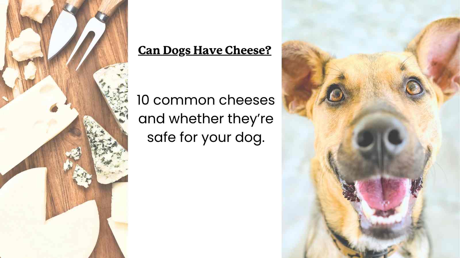 is cheese safe for dogs to eat