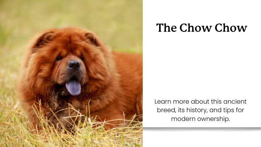 This image shows a chow chow laying in the grass, and text that reads "the chow chow."