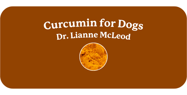 Is Curcumin Safe for Dogs?