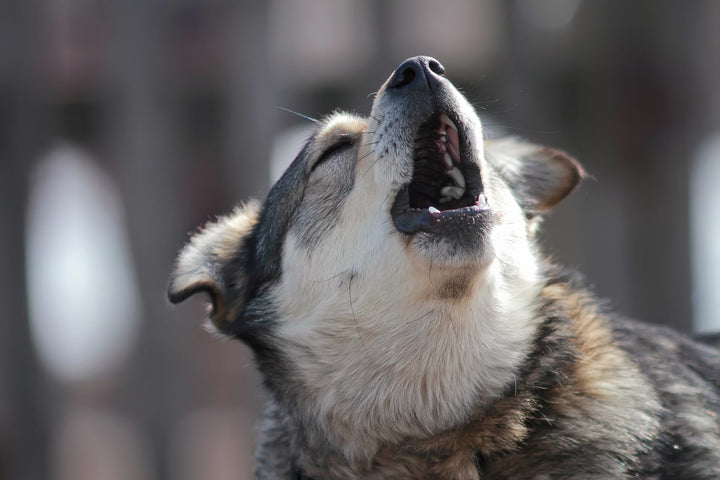 Husky dog howling outside