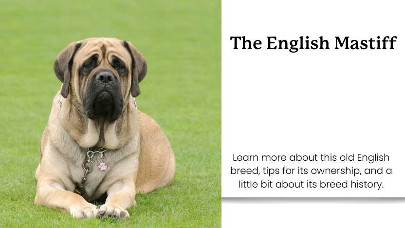 This image shows an English Mastiff and text that reads "The English Mastiff".