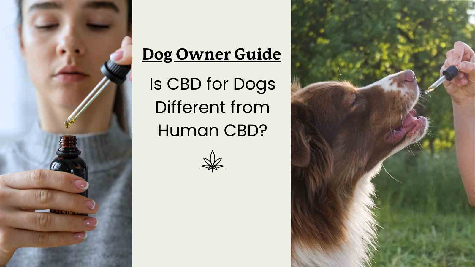 What is the Difference between Cbd Oil for Dogs And Humans