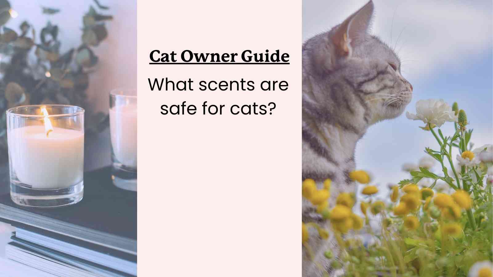 This article discusses the safety of different scents for cats.