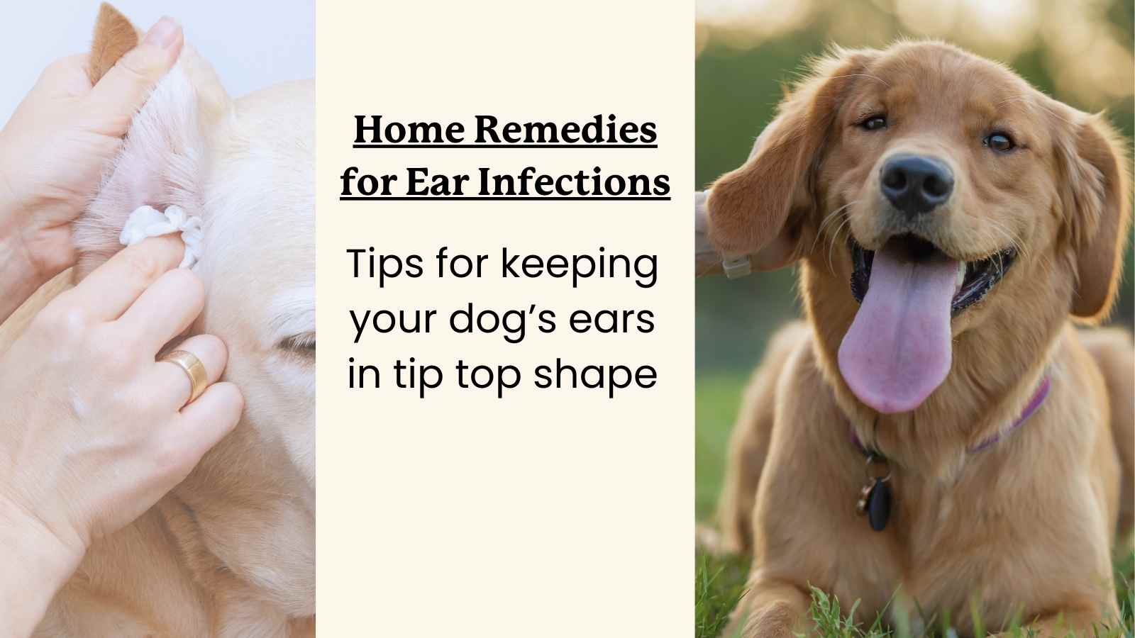 Dog ear remedy hotsell