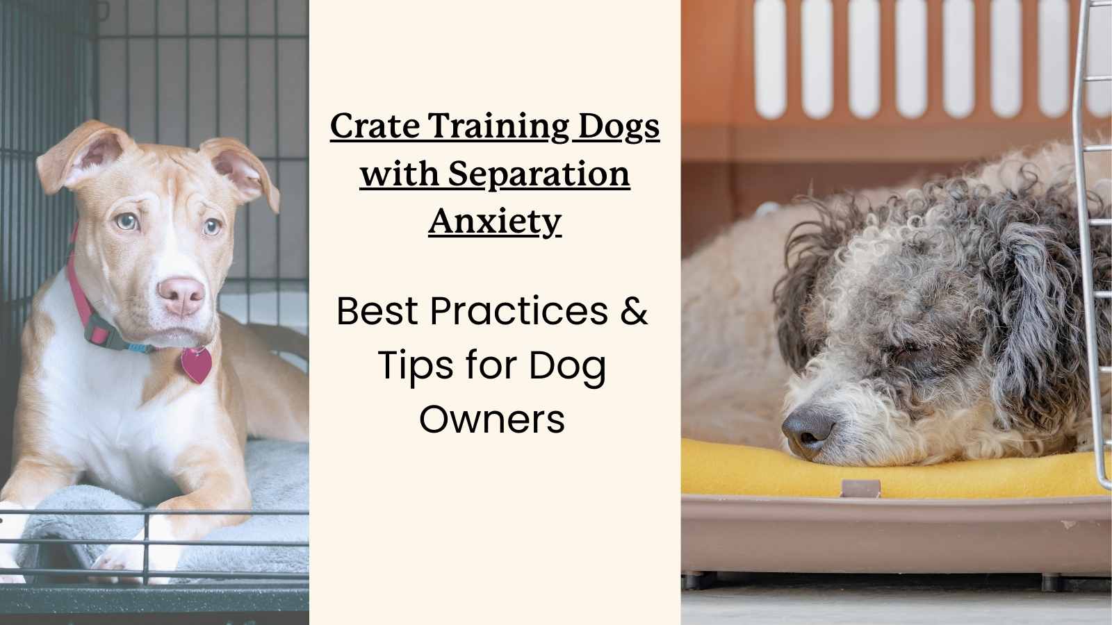 Dog separation anxiety crate best sale