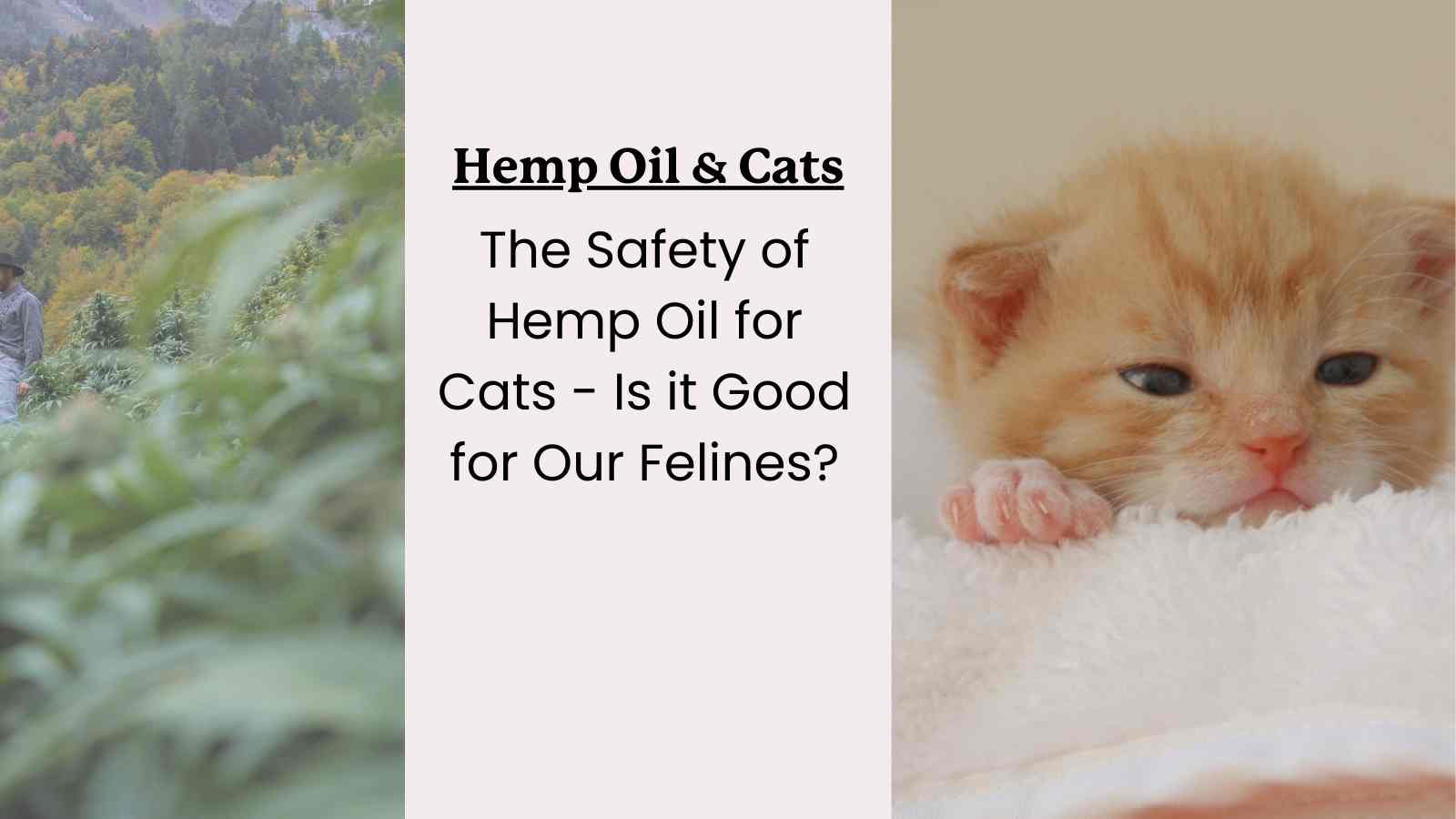 This guide discusses the benefits of hemp oil for cats.