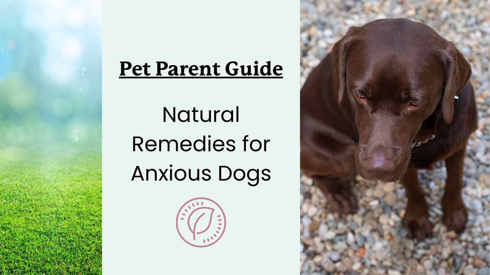 Natural Remedies for Anxious Dogs Lolahemp