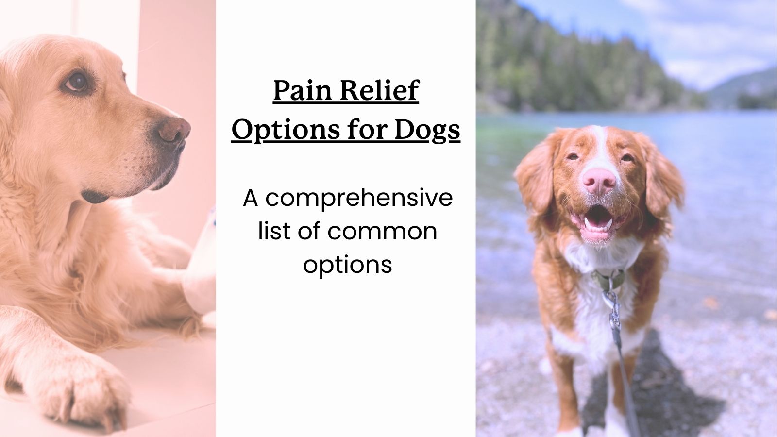 Otc meds shops for dogs pain