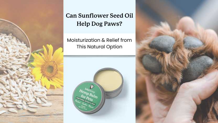 Sunflower Seed Oil as an Aid to Dog Paw Health – Lolahemp