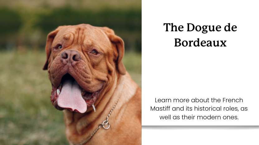 This image shows a dogue de bordeaux and text that reads "the dogue de bordeaux".