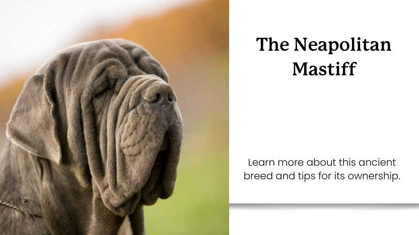 This image shows a neapolitan mastiff and text that reads "the neapolitan mastiff."