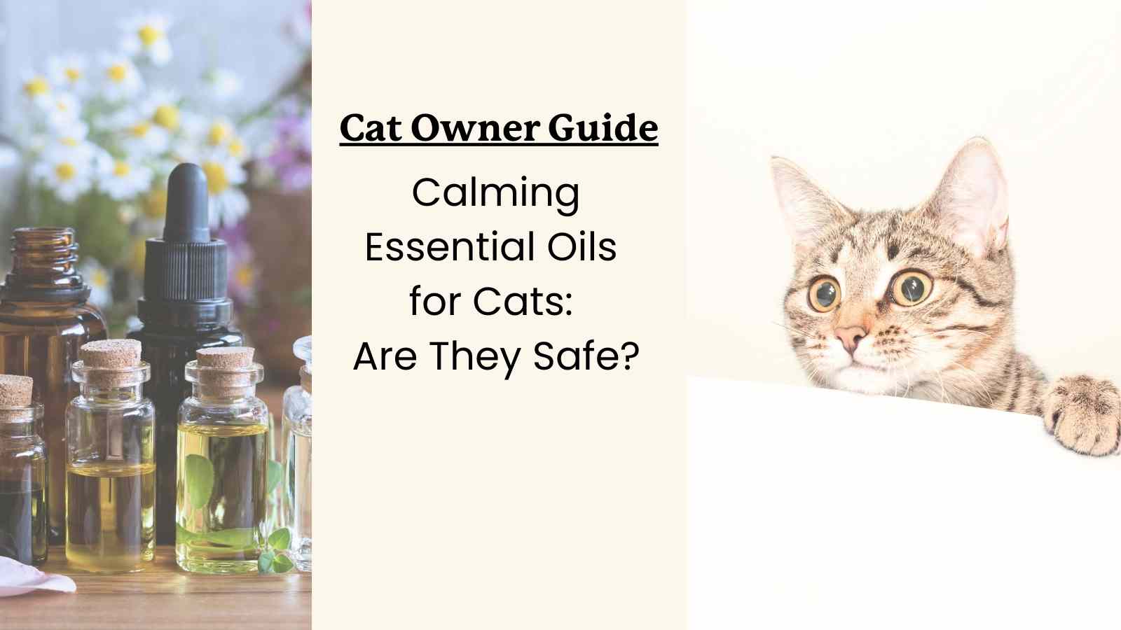 essential oil bottles and a cat with text that reads "cat owner guide - calming essential oils for cats are they safe?"