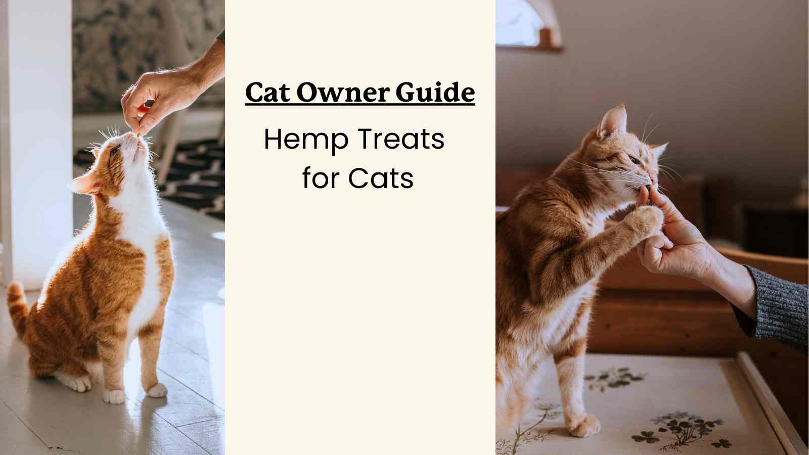 two cats taking hemp treats and text that reads "cat owner guide: hemp treats for cats"