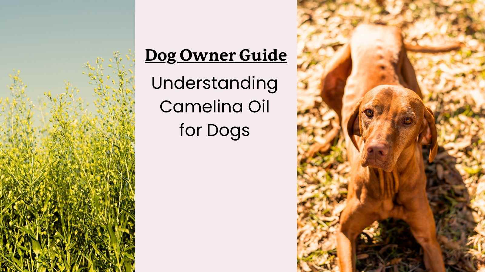 Dog Owner s Guide to Camelina Oil Lolahemp