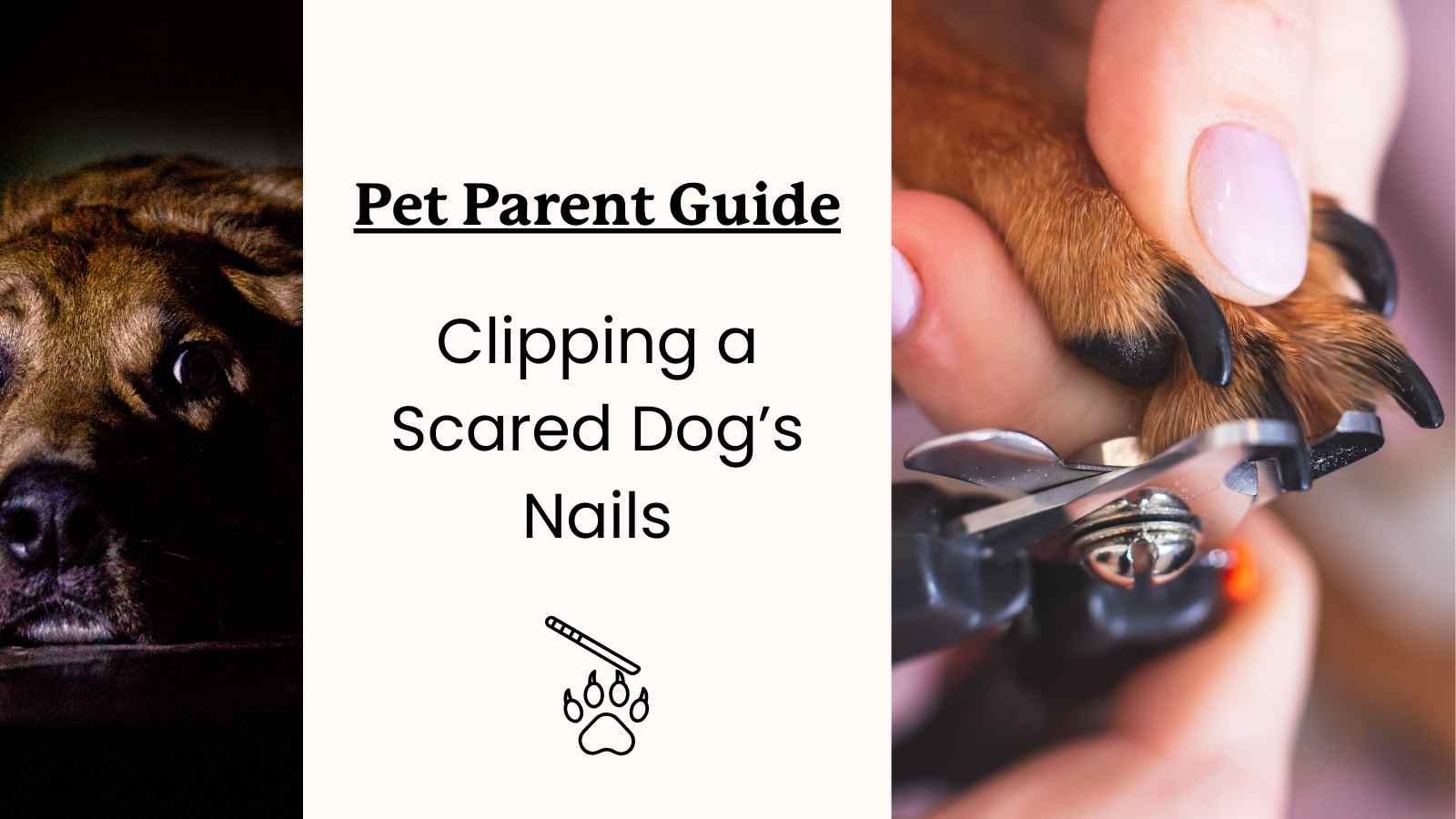 Can you cut a puppy's nails with human clippers best sale