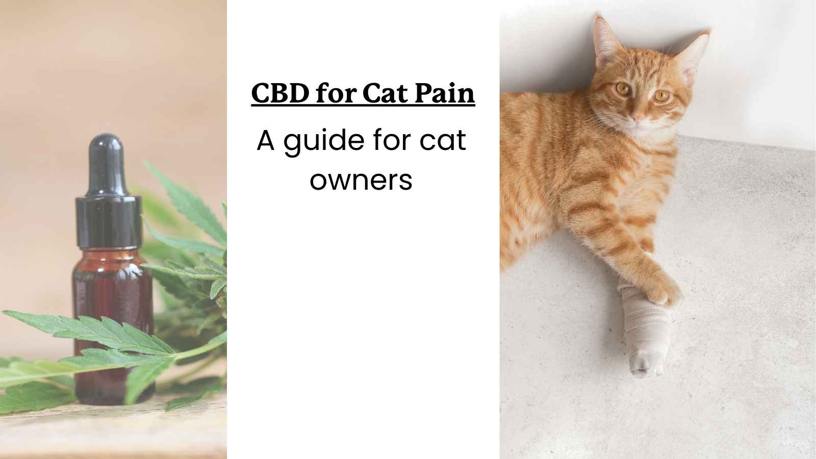 image of a CBD bottle and a snoozing cat with text that reads "CBD for Cat Pain: a guide for cat owners".