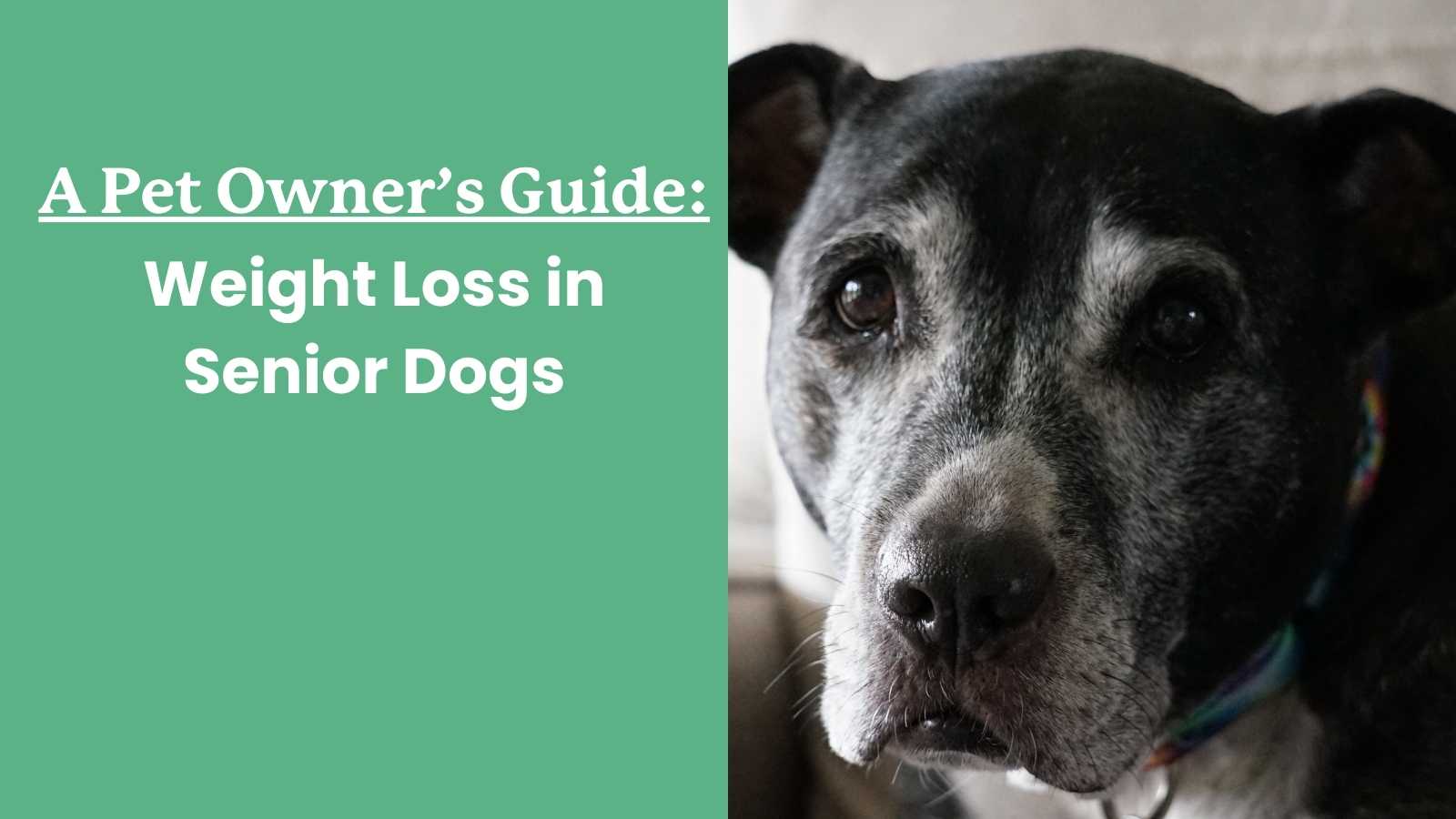 Why is Your Older Dog Losing Weight if They're Still Eating ...