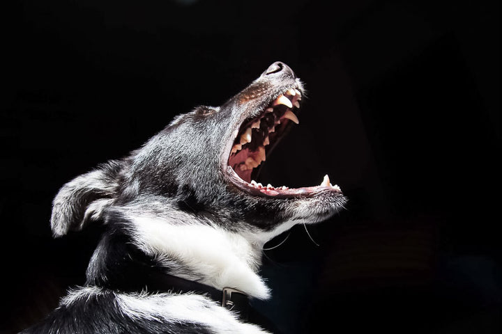 black and white dog barking aggressively barking in the dark 