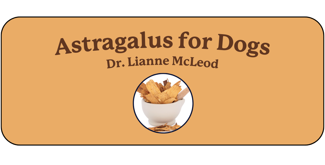 Astragalus Root for Dogs