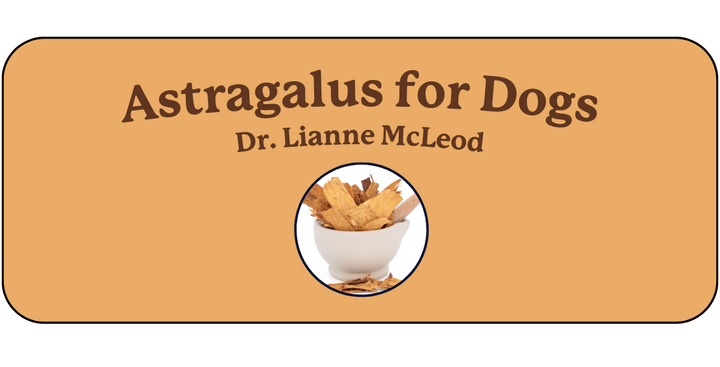 Astragalus Root for Dogs