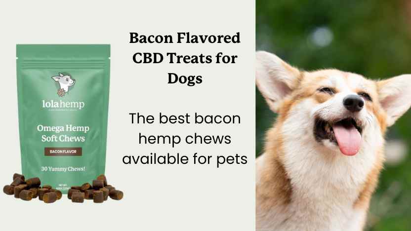 A bag of bacon flavored cbd treats from Lolahemp next to a very happy dog!