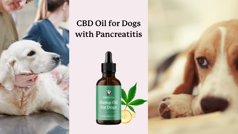 holistic treatment for pancreatitis in dogs