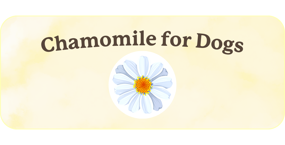 Chamomile for Dogs