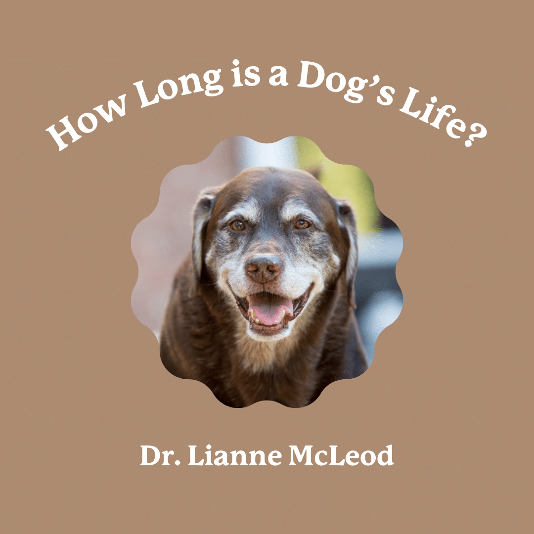 How Long Do Dogs Live?