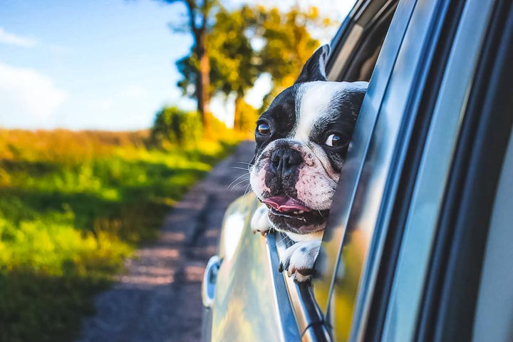 small boston terrier dog sticking head out of car window