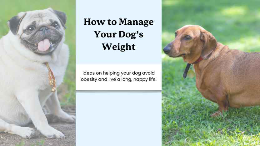 two obese dogs and text that says "how to manage your dog's weight."
