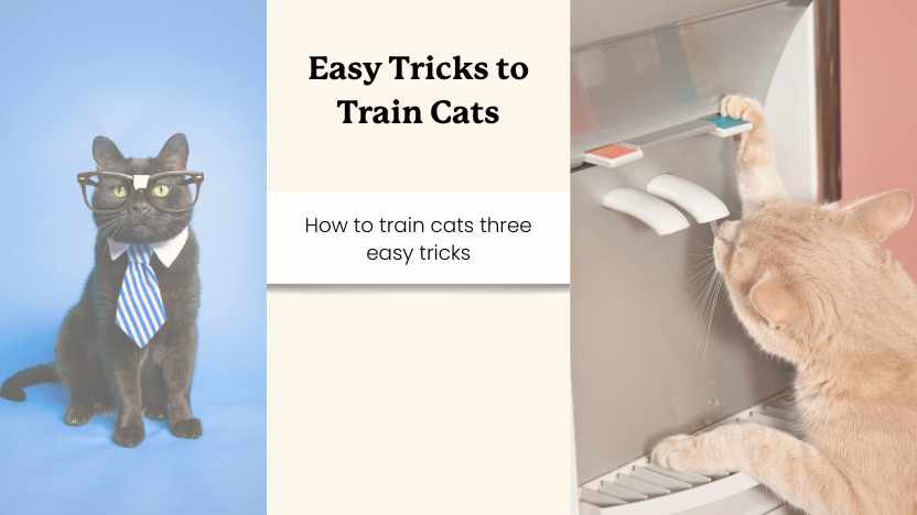 Easy Tricks to Train Cats with images of two silly cats