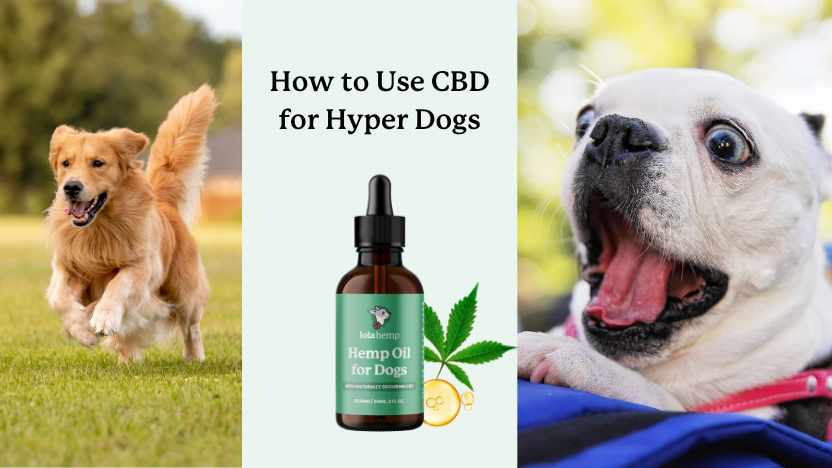 two hyper dogs and a bottle of Lolahemp CBD oil, along with title "how to use CBD for hyper dogs"
