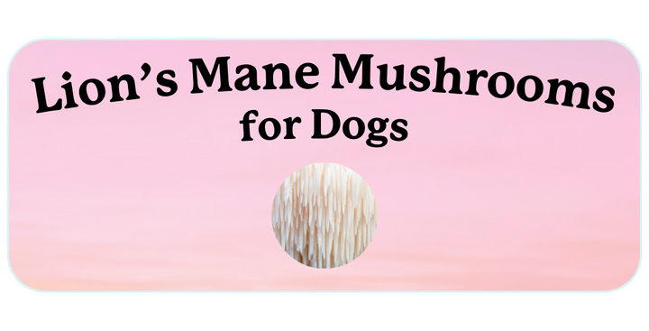 Lion's Mane Mushroom Benefits for Dogs