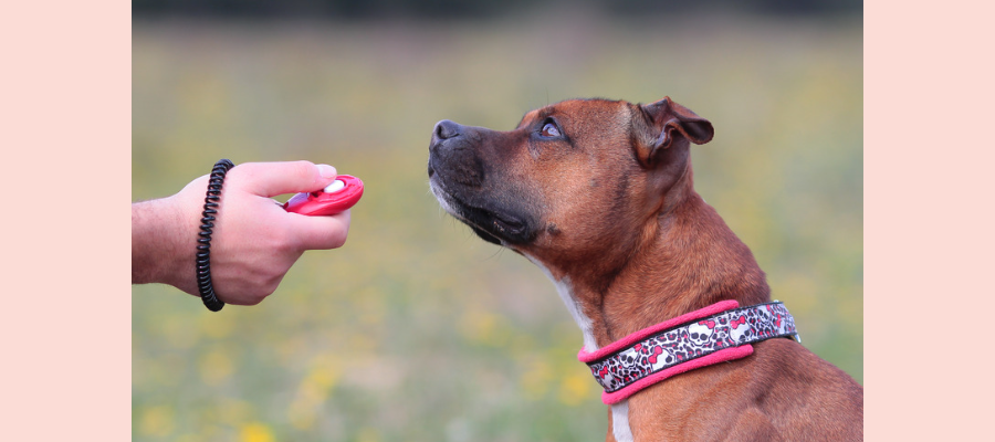 3 Essential Items to Have When Training Dogs