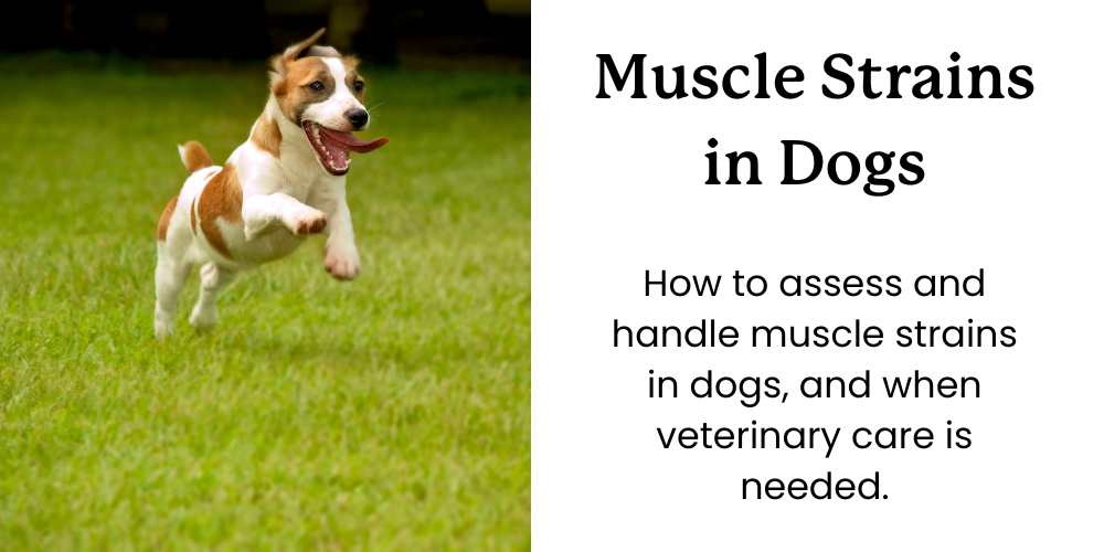 muscle strains in dogs, main image - showing a dog running in the field with the article title.